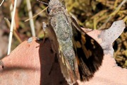 Montane Ochre (Trapezites phigalioides)